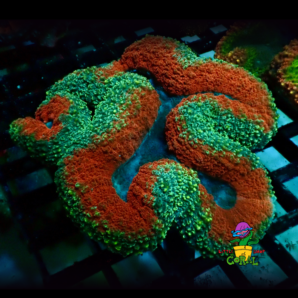 Multi Colour Lobo (Lobophyllia spp.) (A35)