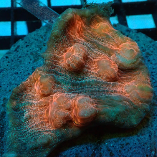 Orange Multi-Colour Chalice Coral