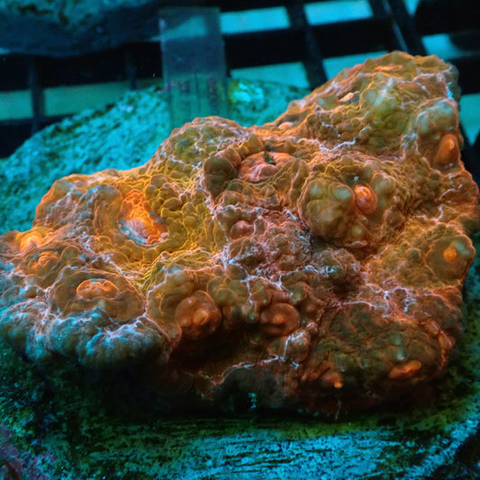 Orange Multi-Colour Chalice Coral