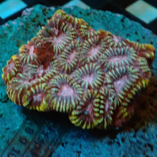 Multicolour Favia Coral