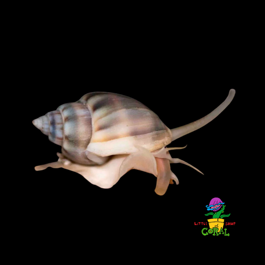 Nassarius Snail (Nassarius distortus)