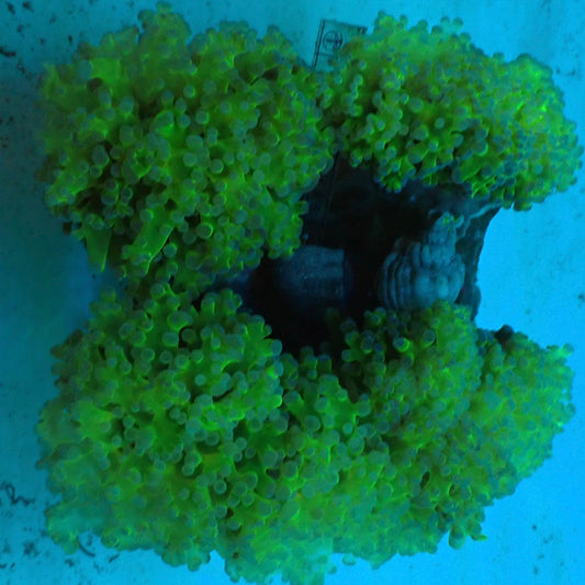 Neon Green Blue Tipped Frogspawn (Euphyllia paradivisa)