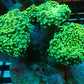 Neon Green Octospawn (Euphyllia paraancora)