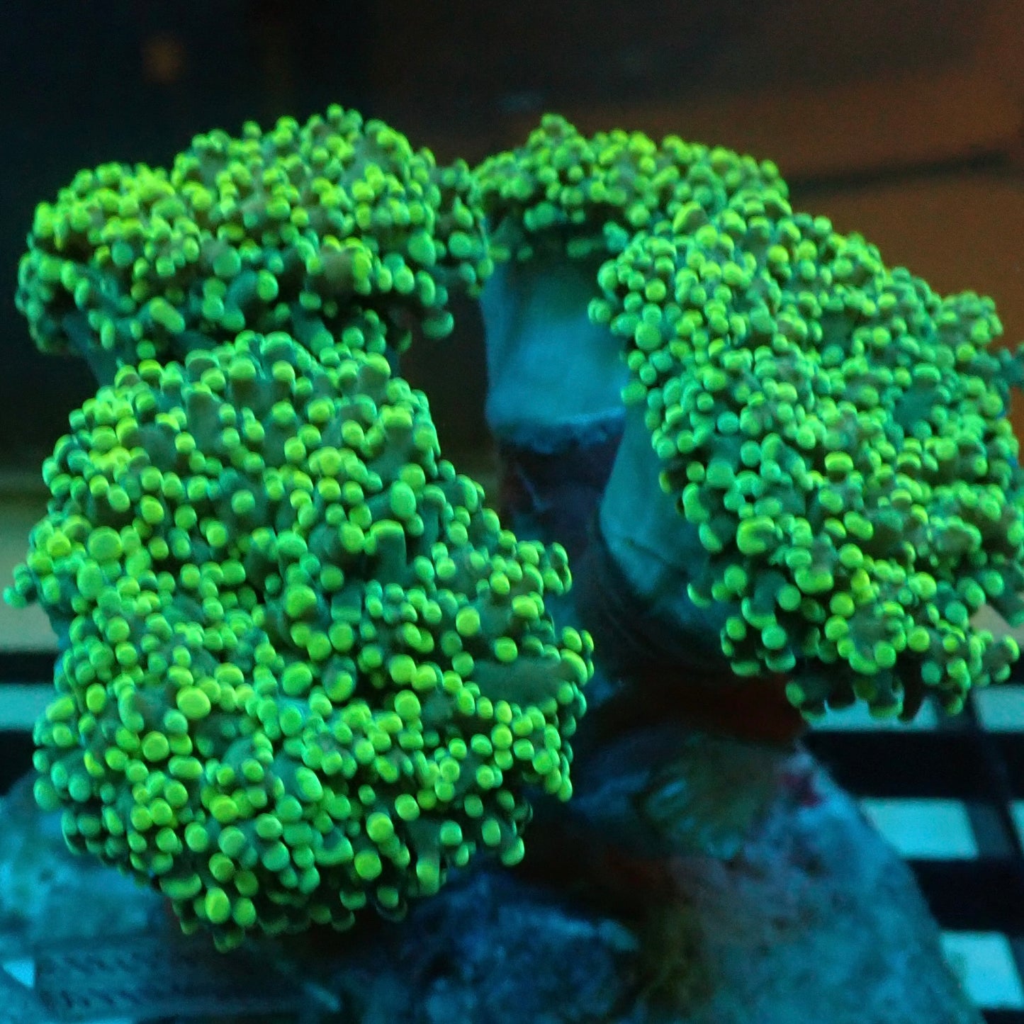 Neon Green Octospawn (Euphyllia paraancora)