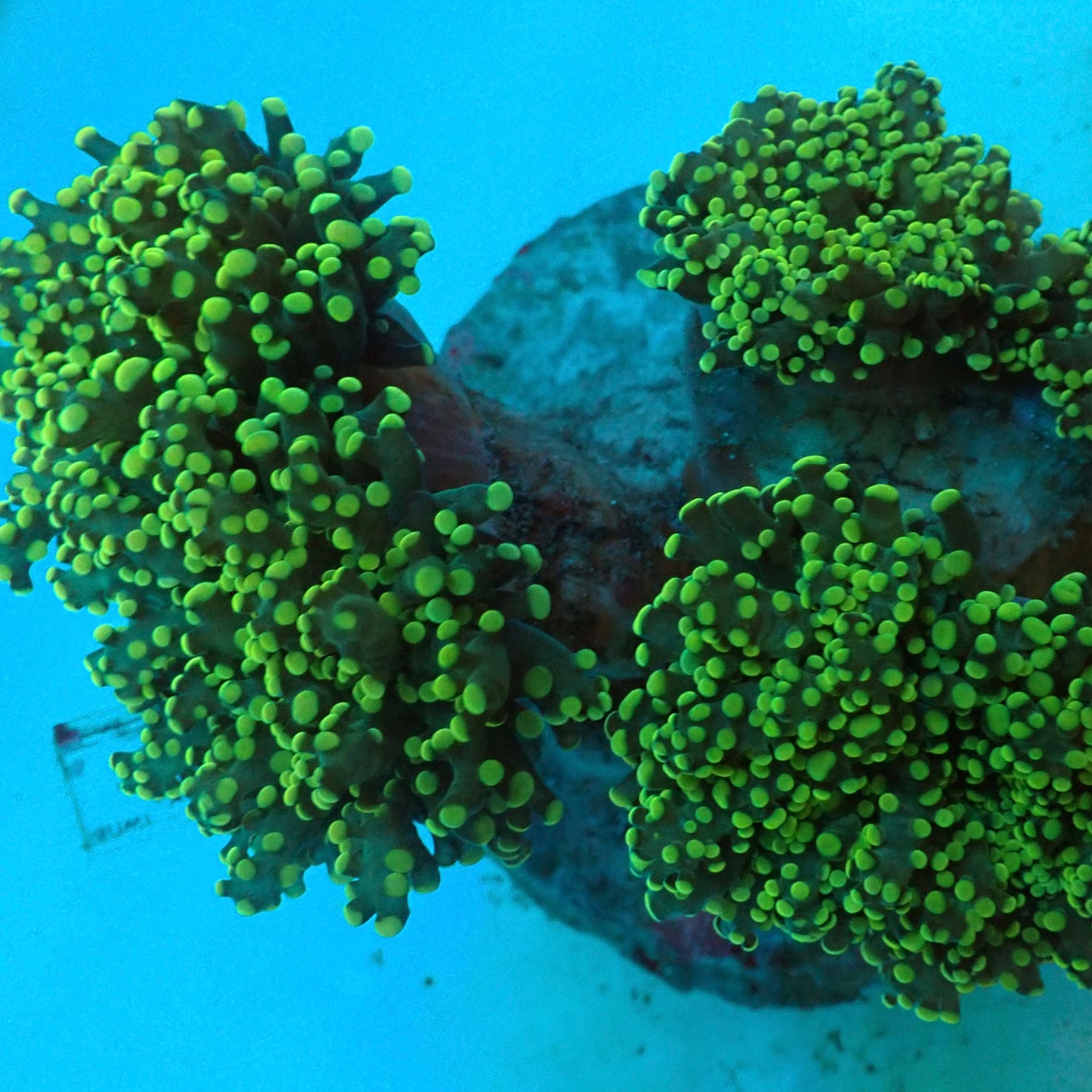Neon Green Octospawn (Euphyllia paraancora)