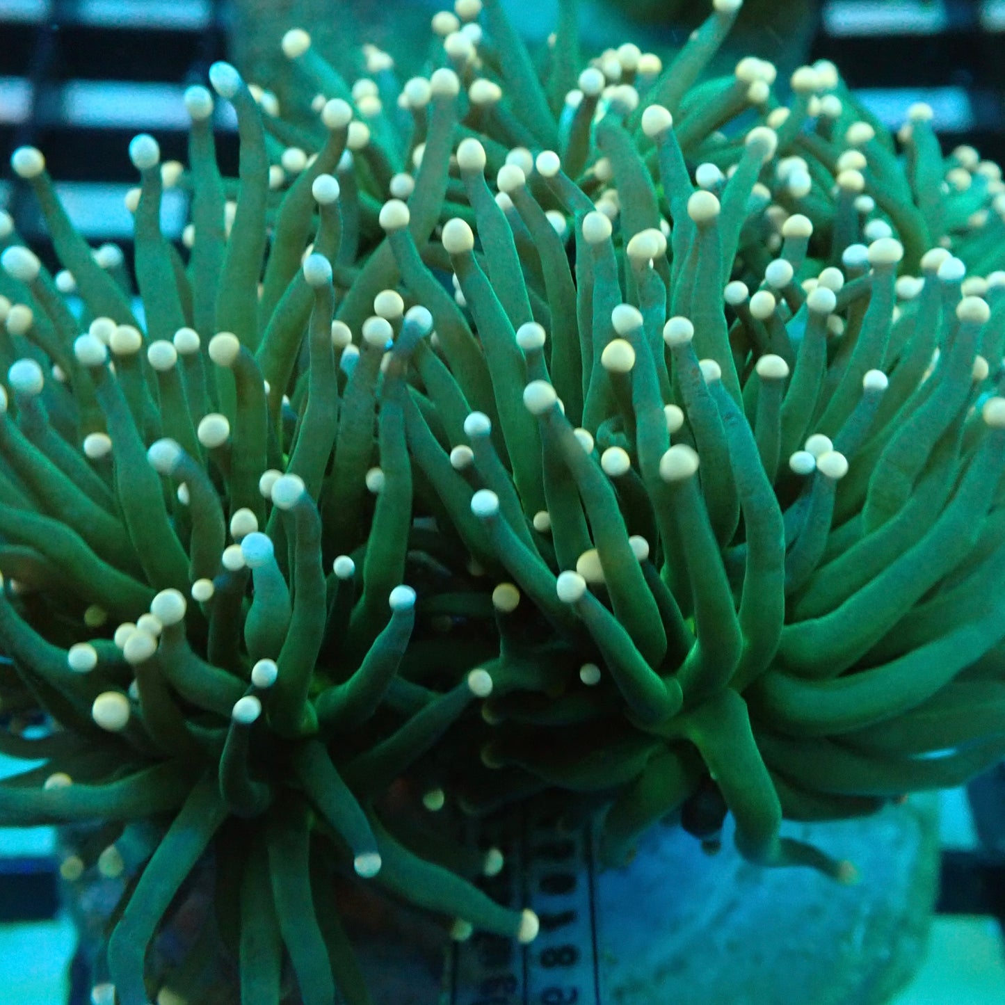 Neon Green Pink Tip Torch Coral (Euphyllia glabrescens)
