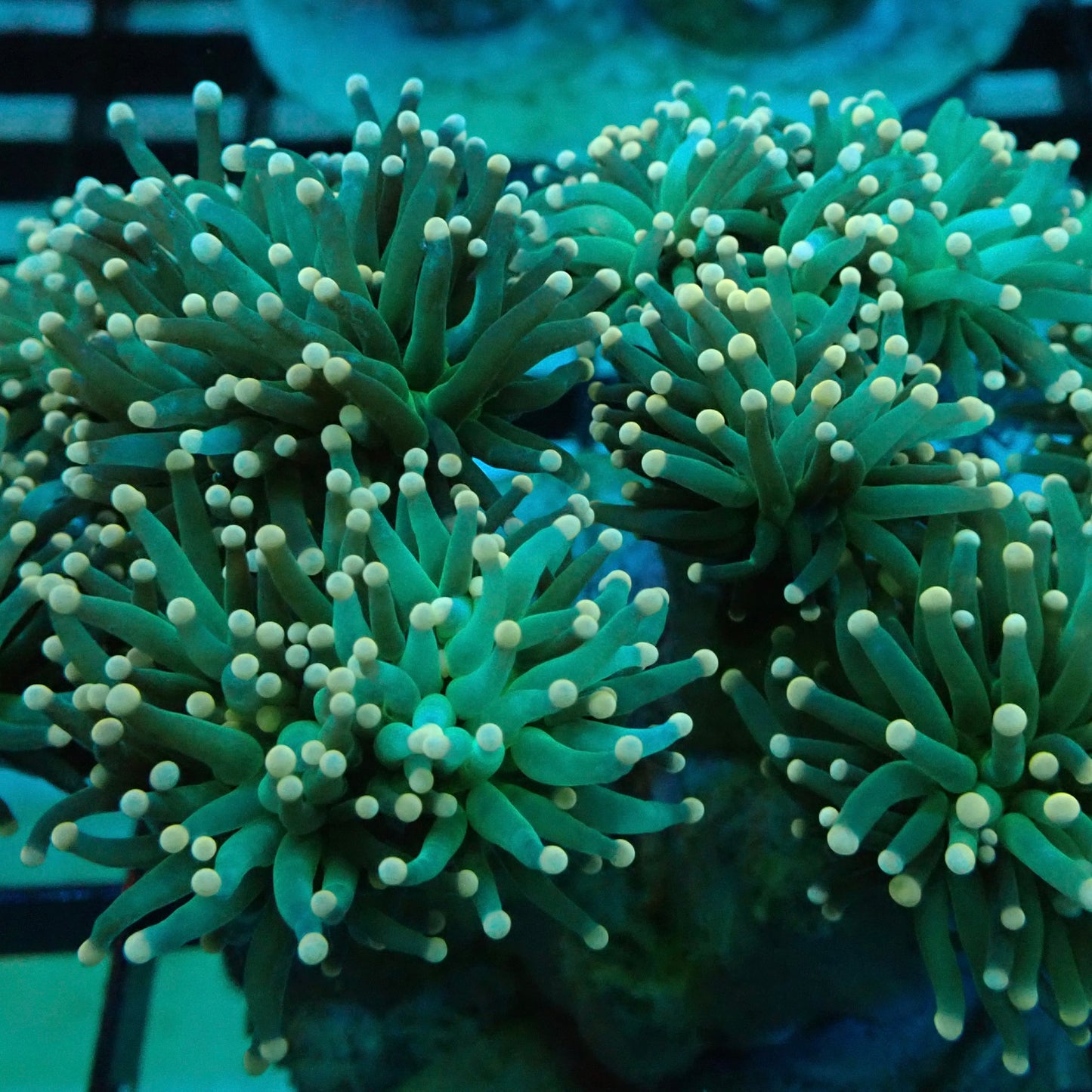 Neon Green Pink Tip Torch Coral (Euphyllia glabrescens)