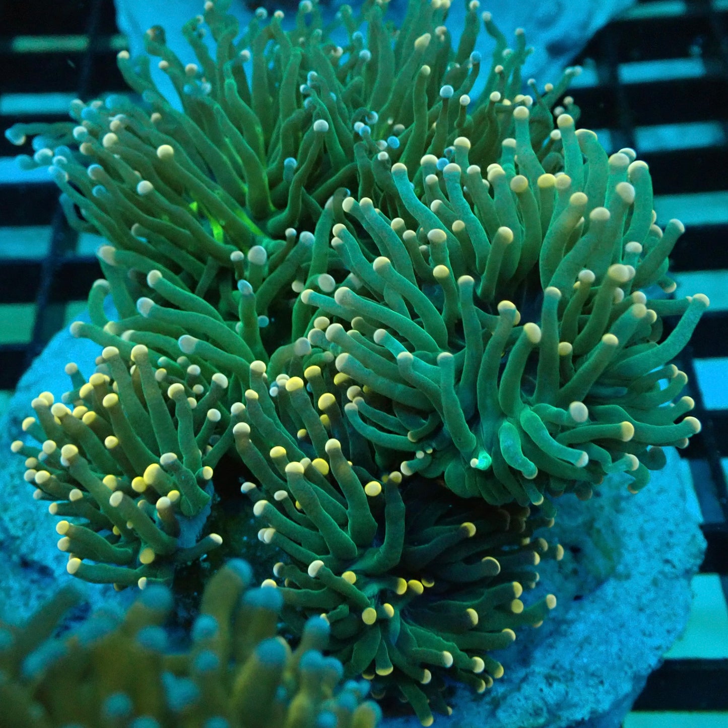 Neon Green Pink Tip Torch Coral (Euphyllia glabrescens)