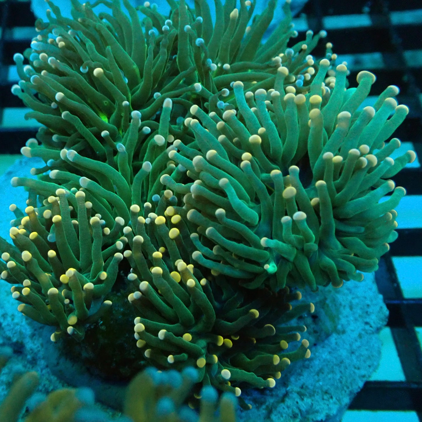 Neon Green Pink Tip Torch Coral (Euphyllia glabrescens)