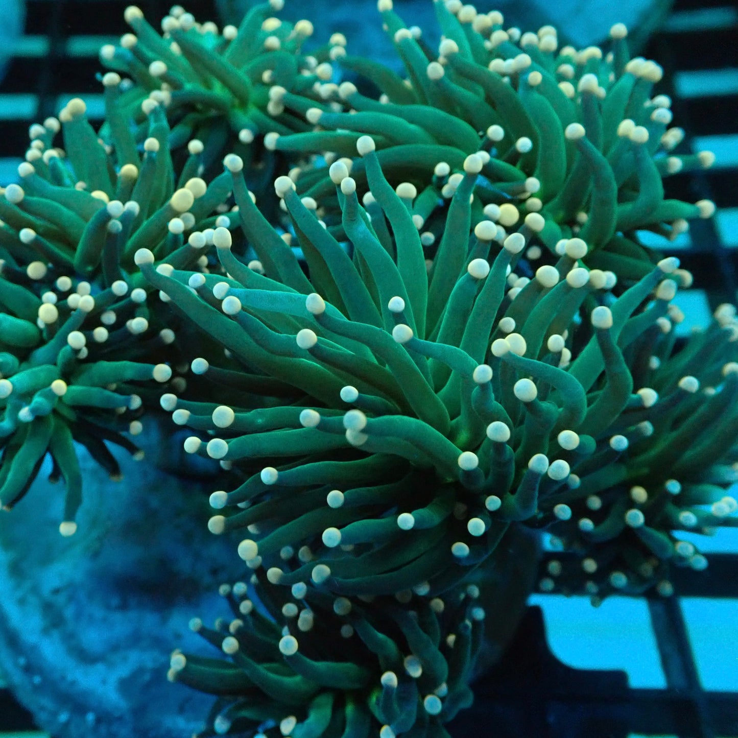 Neon Green Pink Tip Torch Coral (Euphyllia glabrescens)