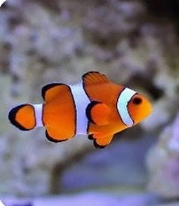 Orange clownfish with black stripes on a blurred underwater background