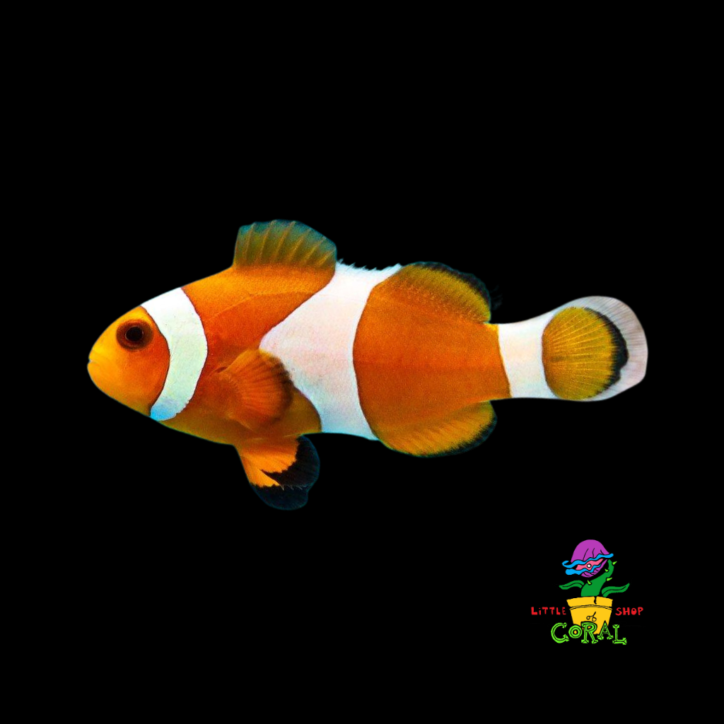 Ocellaris Clownfish (Amphiprion ocellaris)