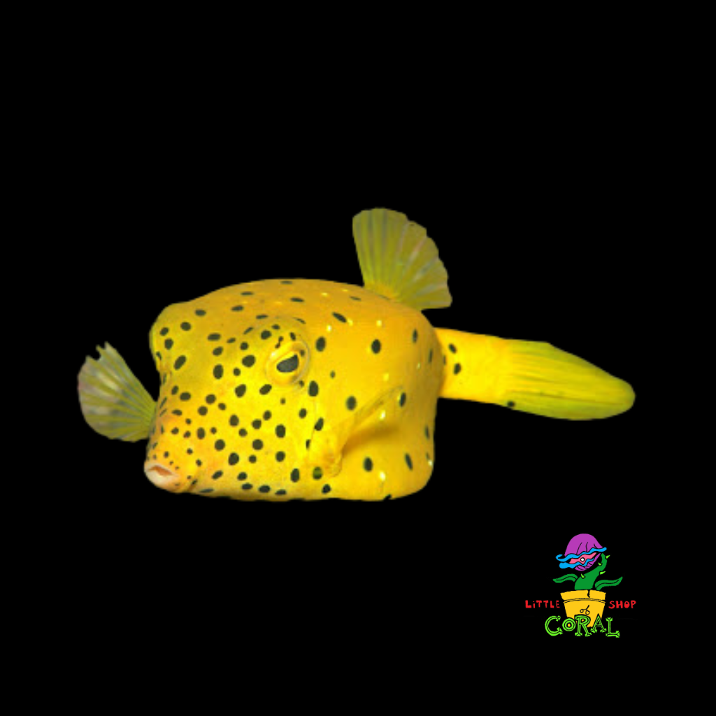 Yellow Boxfish (Ostracion cubicus)