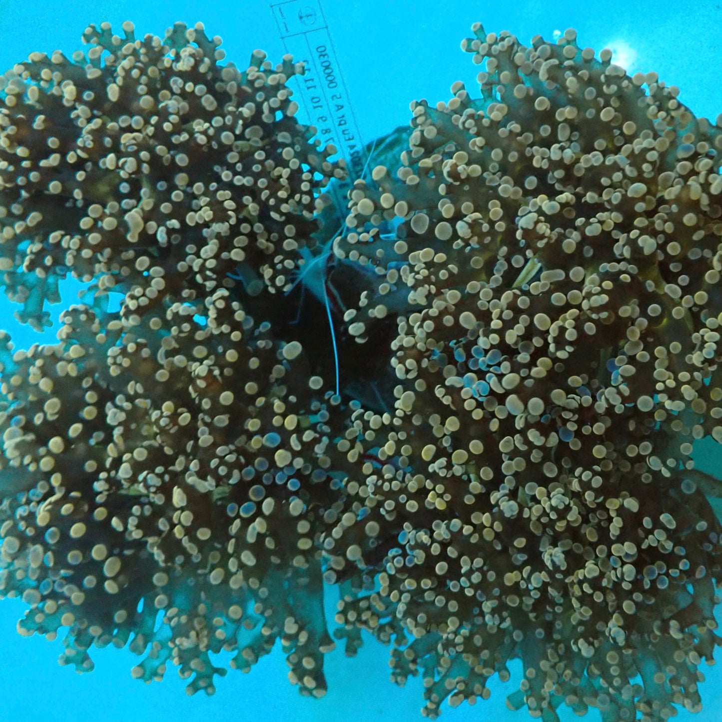 Orange Octospawn (Euphyllia paraancora)