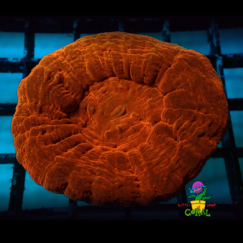 Orange & Green Scolys (Scolymia australis) (A23)