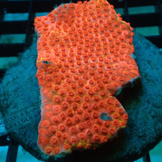 Orange & Red Mycidium Coral