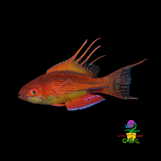 Filamentfin Wrasse (Paracheilinus filamentosus)