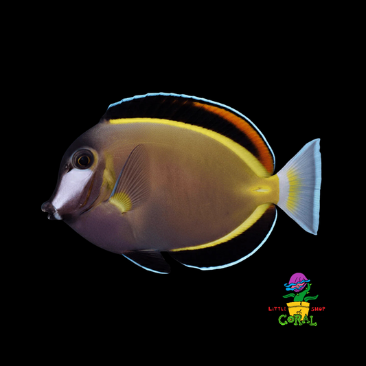 Powder Brown Tang (Acanthurus japonicus)