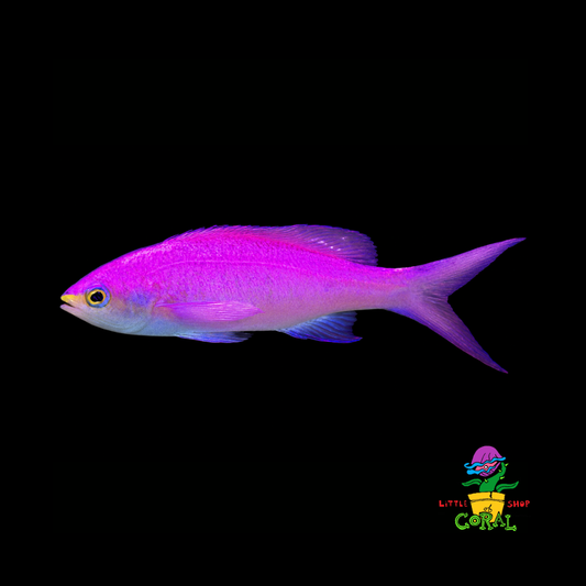 Purple Queen Anthias (Mirolabrichthys tuka)