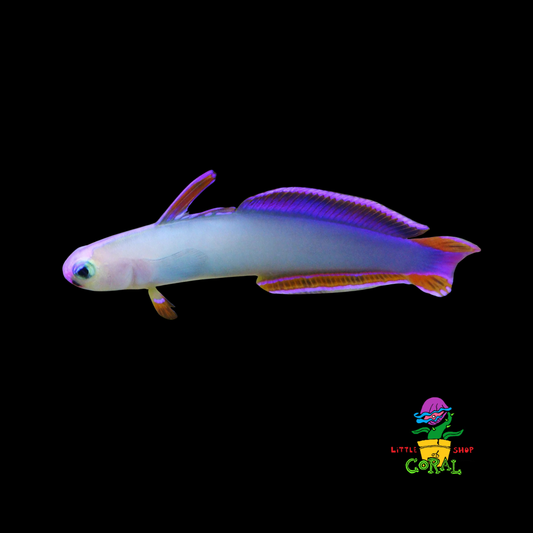 Purple Fire Goby (Nemateleotris decora)