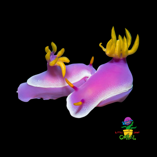 Purple Sea Slug (Hypselodoris bullocki)