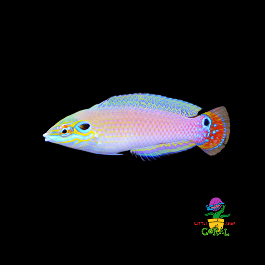 Pale Wrasse (Halichoeres pallidus)