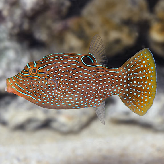 Peacock Puffer (Canthigaster margaritatus)