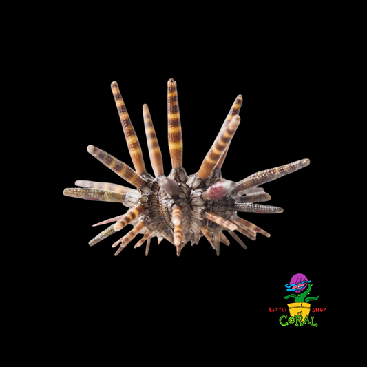 Black Pencil Urchin (Eucidaris tribuloides)