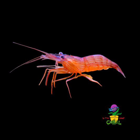 Peppermint Shrimp (Lysmata wurdemanni)