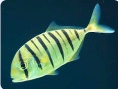 Fish with black stripes on a blue background