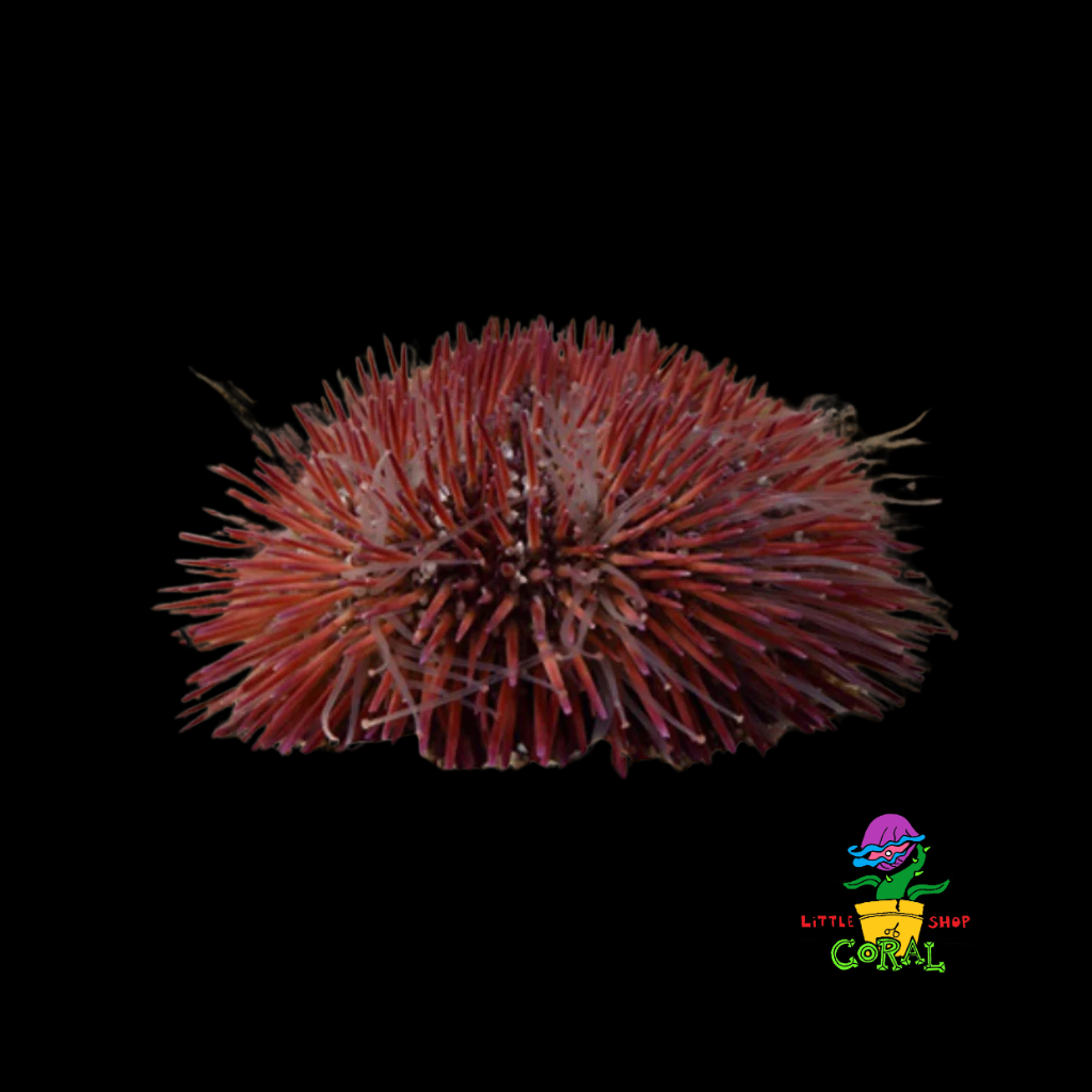 Pincushion Urchin (Lytechinus variegatus)