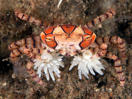 Pom Pom Crab (Lybia tessellata)