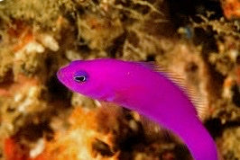 Purple fish swimming among coral in a tropical reef