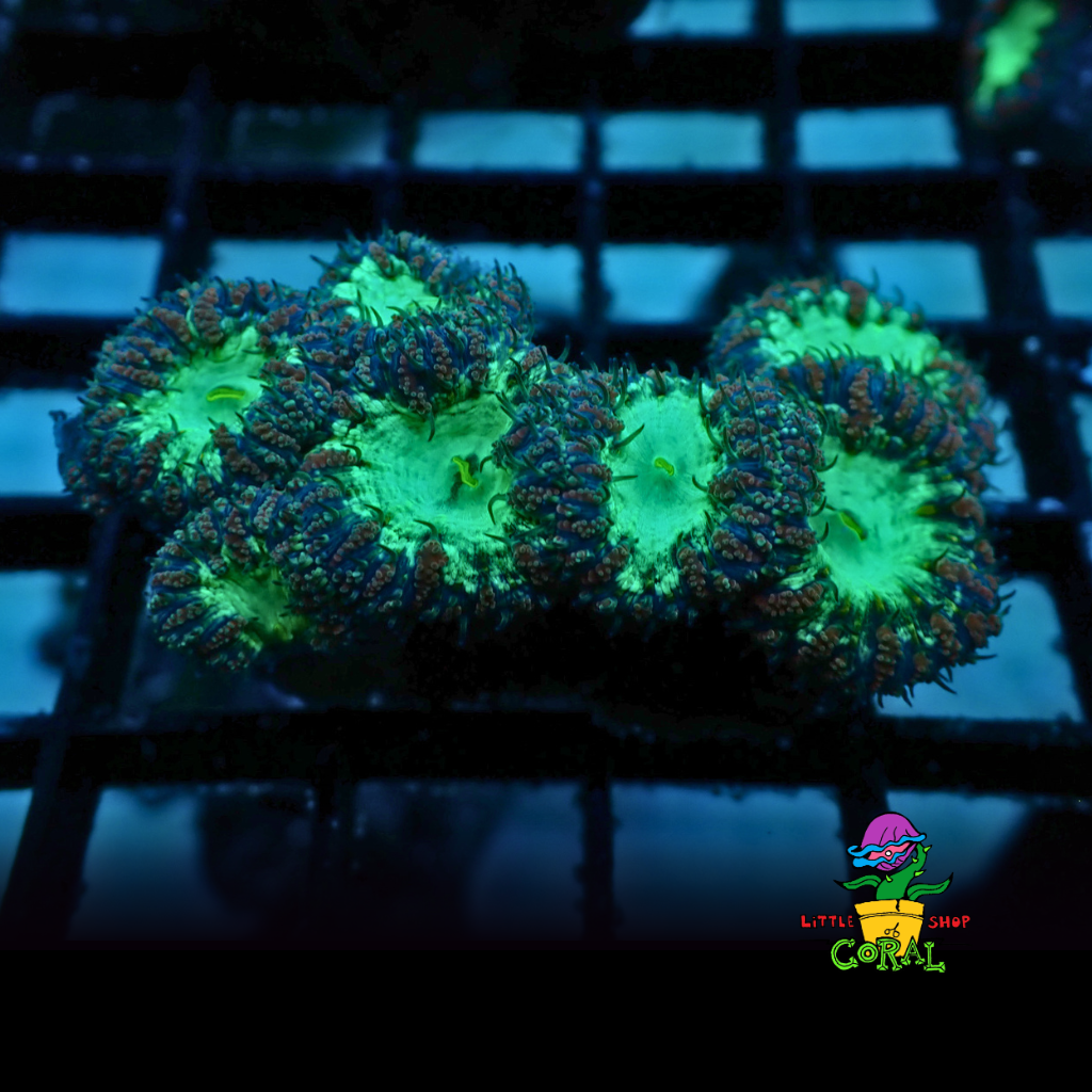 Purple & Green Blasto (Blastomussa wellsi) (A30)