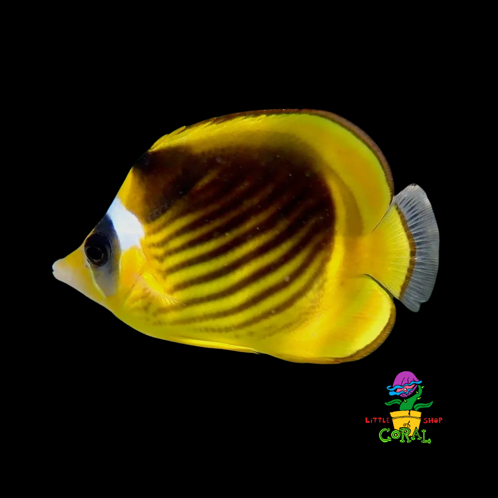 Raccoon Butterflyfish (Chaetodon lunula)