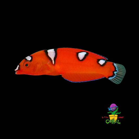 Red Coris Wrasse (Coris gaimard)