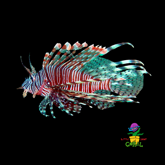 Red Volitan Lionfish (Pterois volitans)