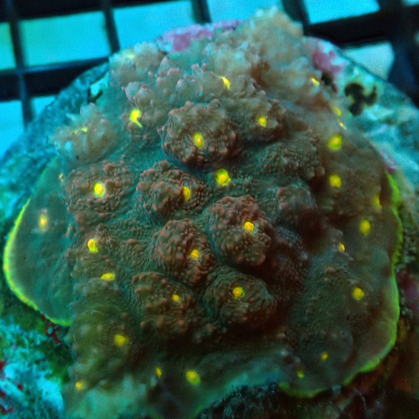 Rainbow Cyphastrea Coral