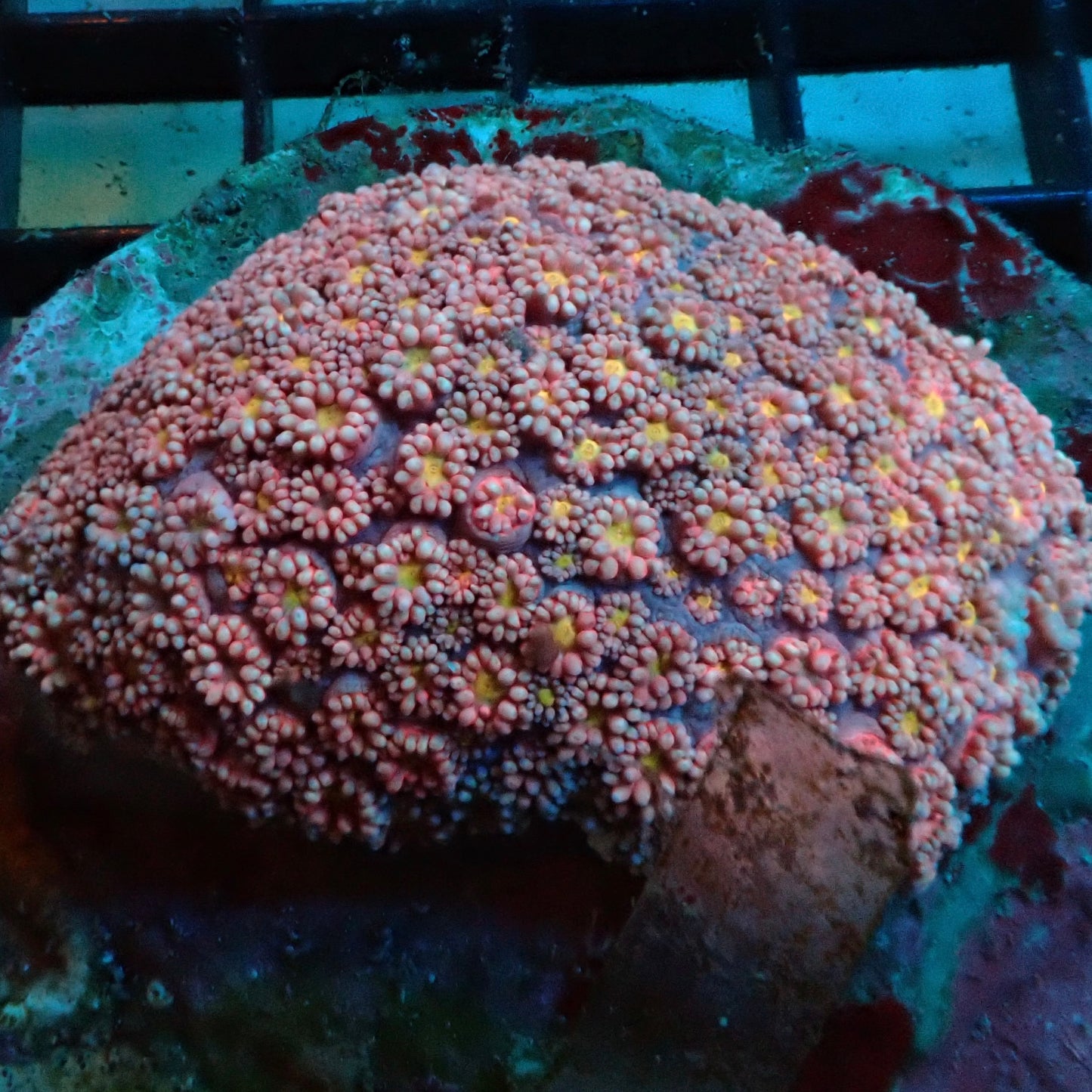 Rainbow Goniopora Coral
