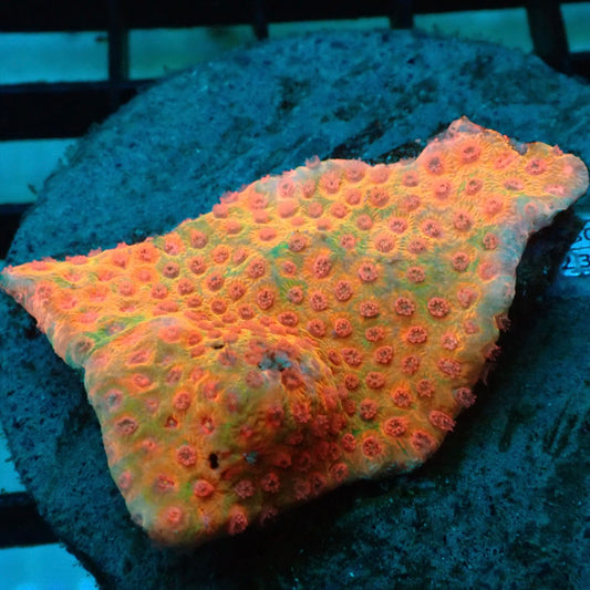 Rainbow Mycidium Coral