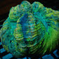 Green & Blue Rainbow Trachyphyllia (Trachyphyllia geoffroyi)