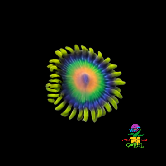 Rasta Zoanthids (Zoanthus sp.) (B20)