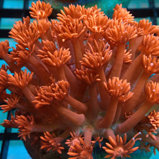 Red Goniopora Coral