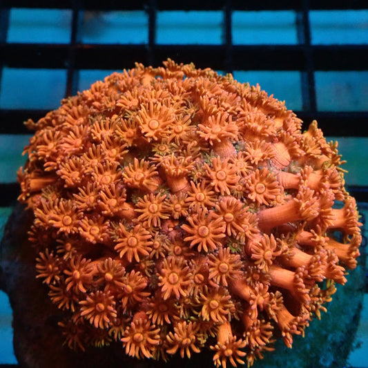 Red Goniopora Coral