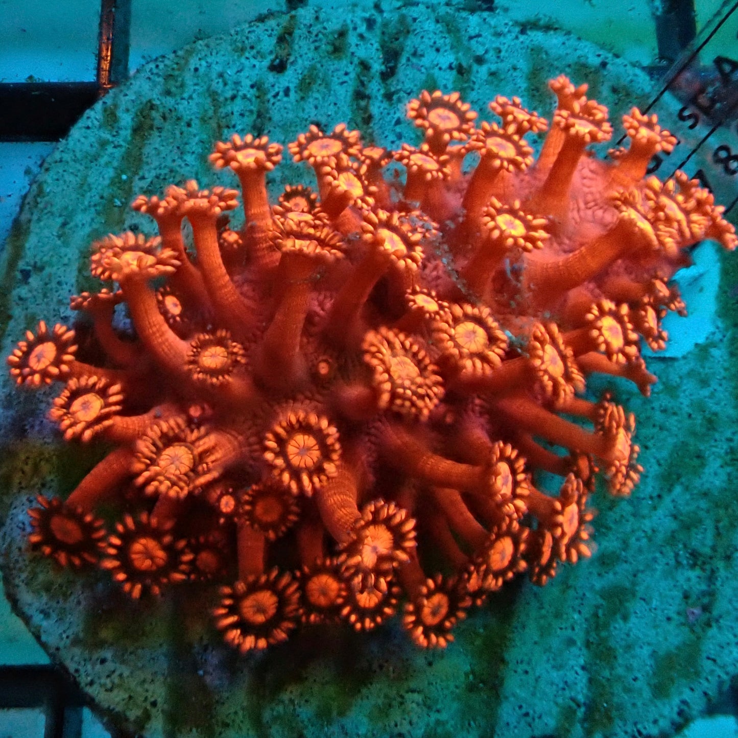 Red Goniopora Coral