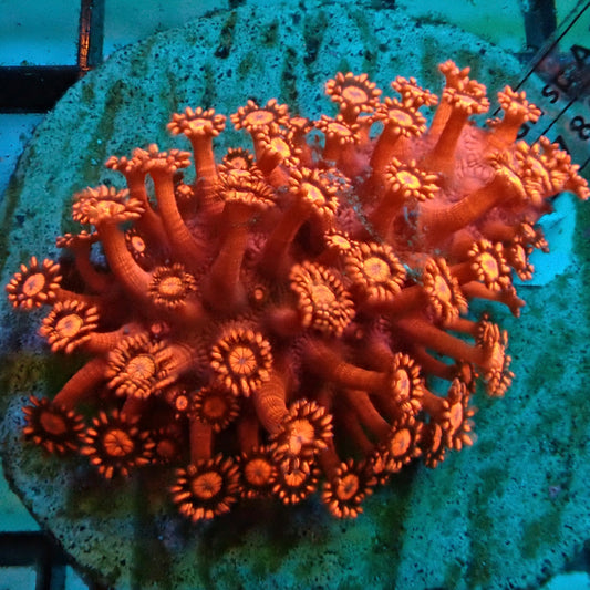 Red Goniopora Coral
