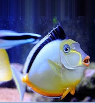 Colorful fish with black, white, and orange stripes in an aquarium setting