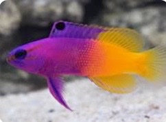 Colorful fish with a gradient of purple, blue, yellow, and red on a white background