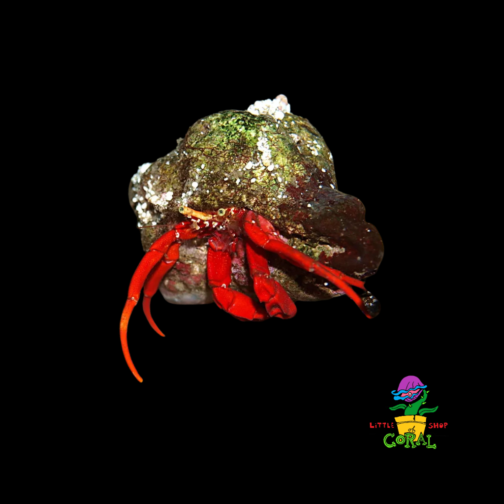 Scarlet Reef Hermit Crab (Paguristes cadenati)