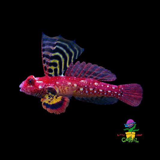 Scooter Blenny - Ruby Red Dragonet (Synchiropus sycorax)